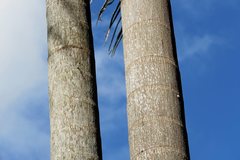 Emcephalus floccosus