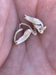 Macrobaenetes kelsoensis