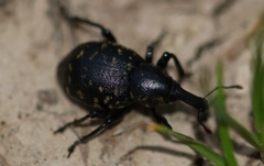 Liparus germanus
