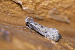 Acrolophus mortipennella