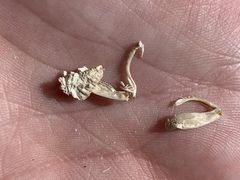 Macrobaenetes kelsoensis