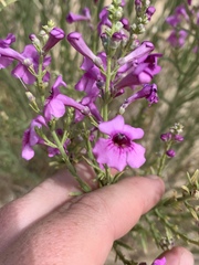 Penstemon thurberi