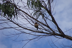 Glaucidium