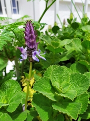 Coleus amboinicus
