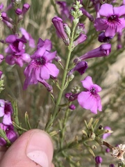 Penstemon thurberi