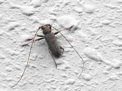 Stromatium longicorne