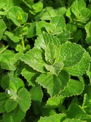 Coleus amboinicus