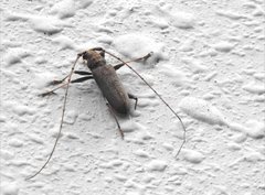 Stromatium longicorne