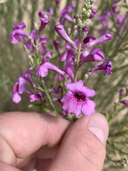 Penstemon thurberi