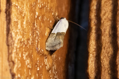 Ponometia elegantula