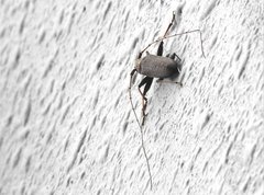 Stromatium longicorne