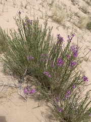 Penstemon thurberi