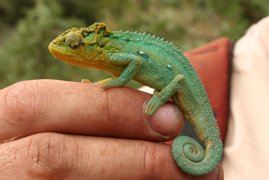 Southern African Dwarf Chameleons from Harry Gwala District ...