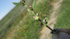 Polygonum aviculare depressum