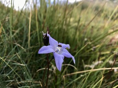 Wahlenbergia ceracea