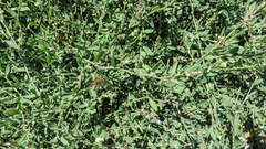 Polygonum aviculare depressum