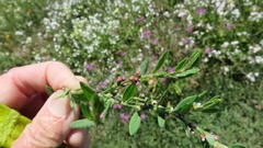 Polygonum aviculare depressum