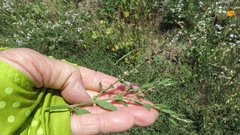 Polygonum aviculare depressum
