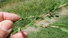 Polygonum aviculare depressum