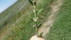 Polygonum aviculare depressum
