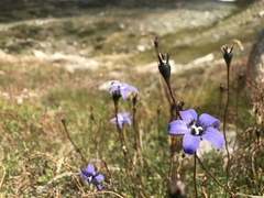 Wahlenbergia ceracea