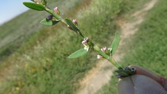 Polygonum aviculare depressum