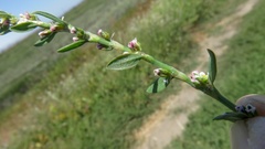 Polygonum aviculare depressum