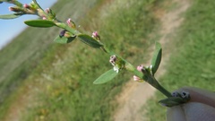 Polygonum aviculare depressum