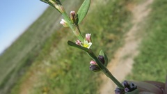 Polygonum aviculare depressum