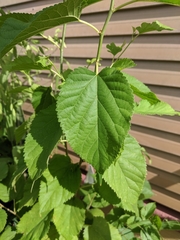 Morus nigra