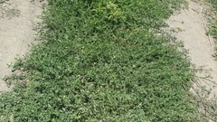 Polygonum aviculare depressum