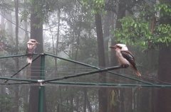 Dacelo novaeguineae novaeguineae