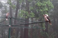 Dacelo novaeguineae novaeguineae