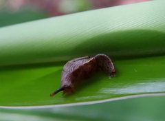 Helicarionidae
