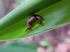 Helicarionidae