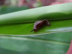 Helicarionidae