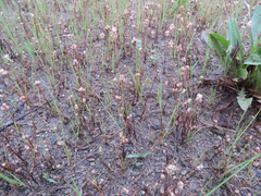 Plantago aristata