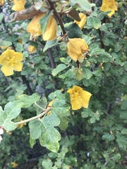 Fremontodendron californicum