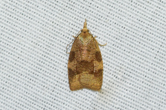 Cenopis saracana