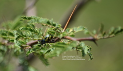 Calligrapha mexicana
