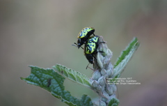 Calligrapha mexicana