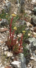 Dudleya farinosa