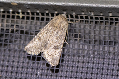 Protorthodes alfkenii