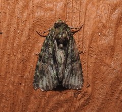 Phosphila turbulenta