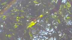 Lycorea halia discreta