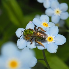 Agapostemon splendens