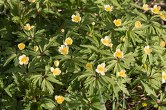 Anemonoides uralensis