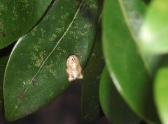 Neocalyptis liratana