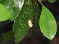 Neocalyptis liratana