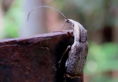 Ancylotropis waterhousei